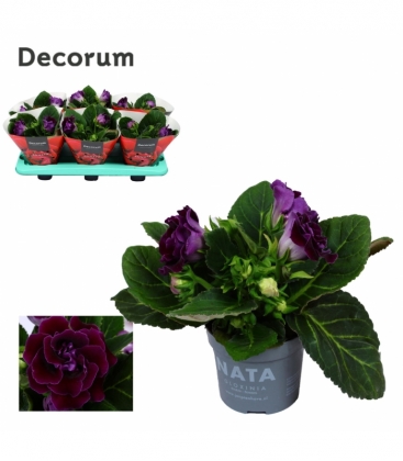 Gloxinia