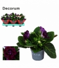 Gloxinia