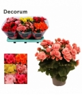 Begonia