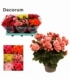 Begonia