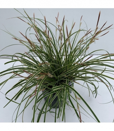 Carex