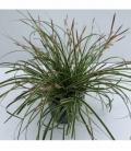 Carex