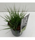 Molinia