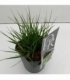 Molinia