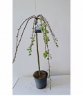 Salix