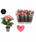 Anthurium
