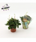 Peperomia