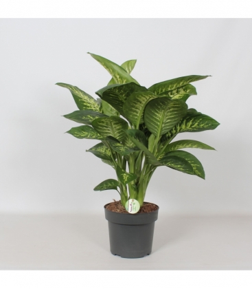 Dieffenbachia