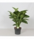Dieffenbachia