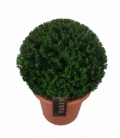 Taxus