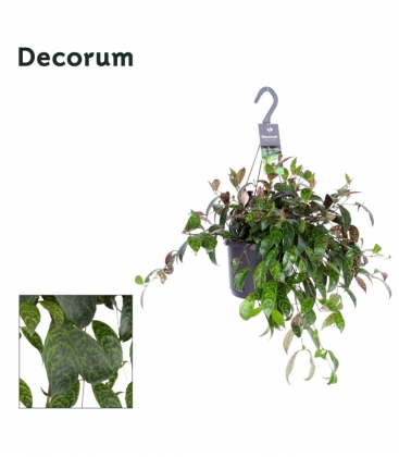 Aeschynanthus