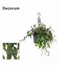 Aeschynanthus