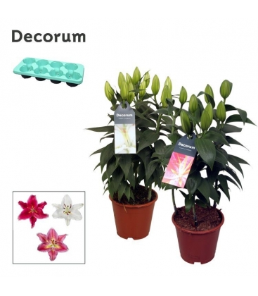 Lilium