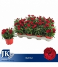 Dianthus