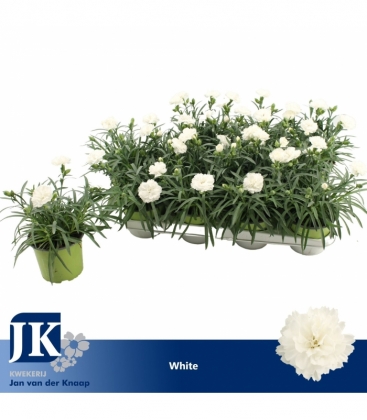 Dianthus
