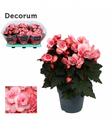 Begonia