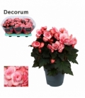 Begonia