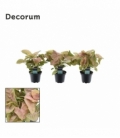 Syngonium