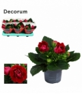 Gloxinia