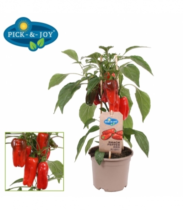 Capsicum