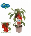 Capsicum