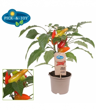 Capsicum