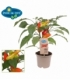 Capsicum