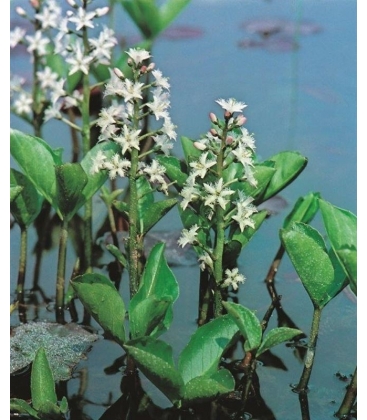 Menyanthes