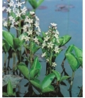 Menyanthes