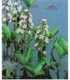 Menyanthes