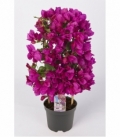 Bougainvillea