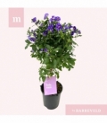 Solanum