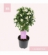 Solanum