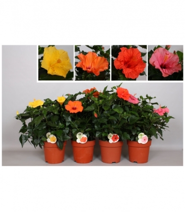 Hibiscus