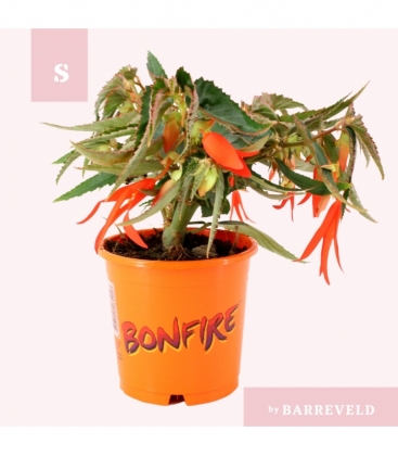 Begonia