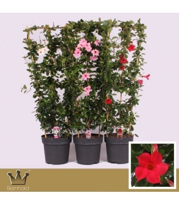 Mandevilla