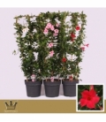 Mandevilla
