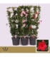 Mandevilla