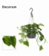 Scindapsus