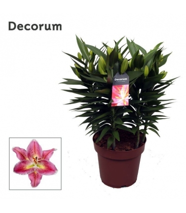 Lilium
