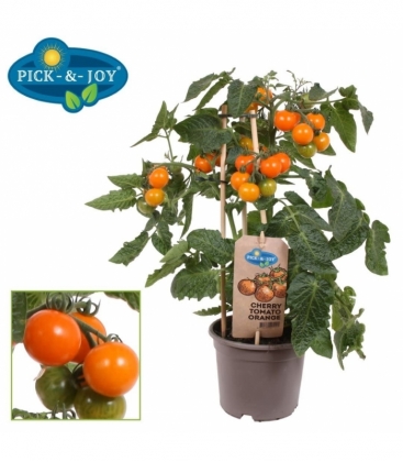 tomatoes