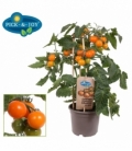 tomatoes