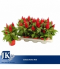 Celosia