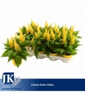 Celosia