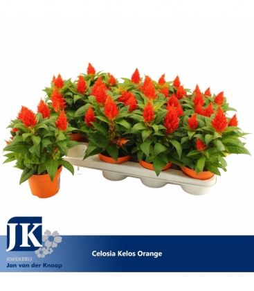 Celosia