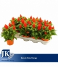 Celosia