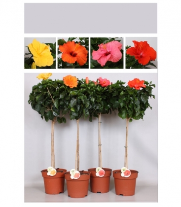 Hibiscus