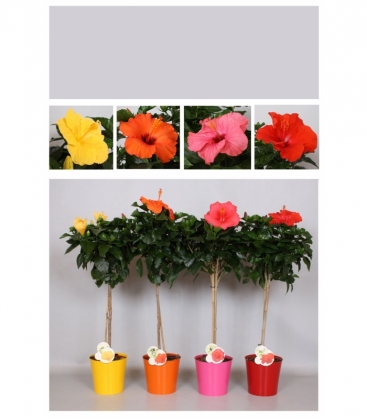 Hibiscus