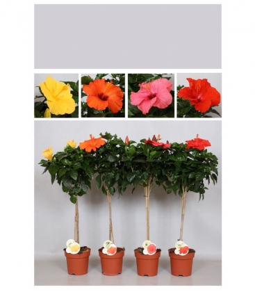 Hibiscus