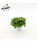 Exacum